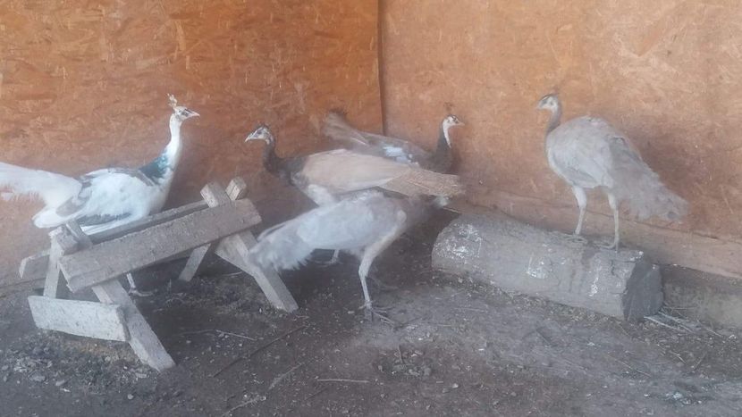 received_123772575148755 - P--Pauni Cameo