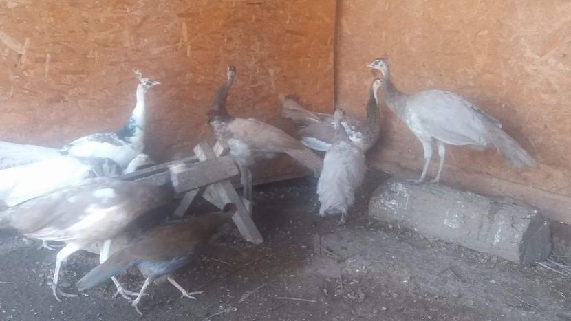 received_123772468482099 - P--Pauni Cameo