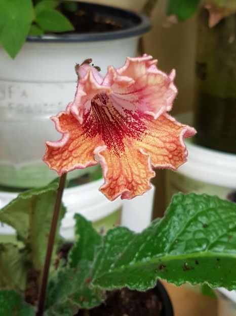 thumbnail (35) - STREPTOCARPUSII MEI 2018