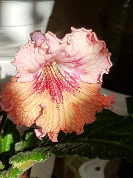 thumbnail (52) - STREPTOCARPUSII MEI 2018
