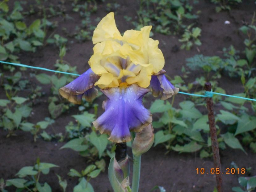 tumulteux - 3Irisi 2018