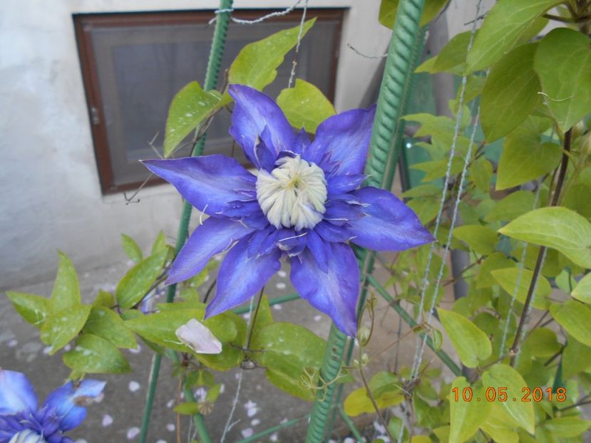  - 3Clematite2018
