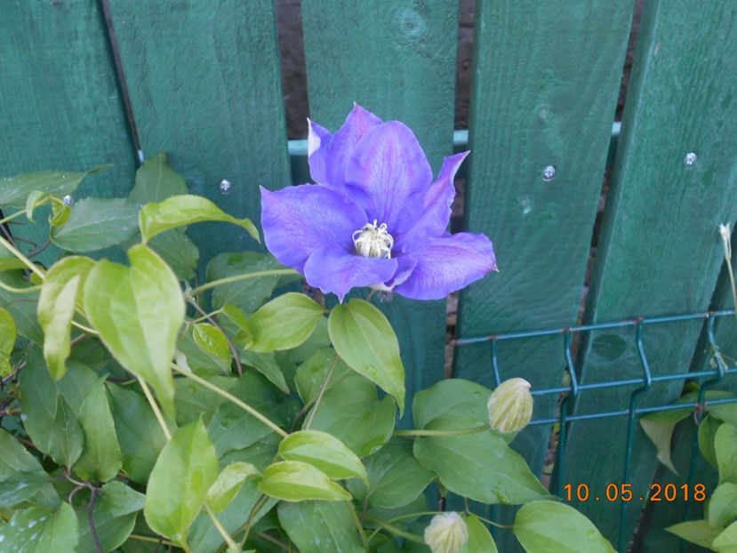 h.f. young - 3Clematite2018