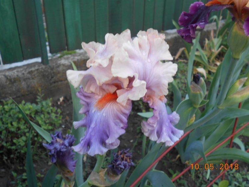 photogenic - 3Irisi 2018