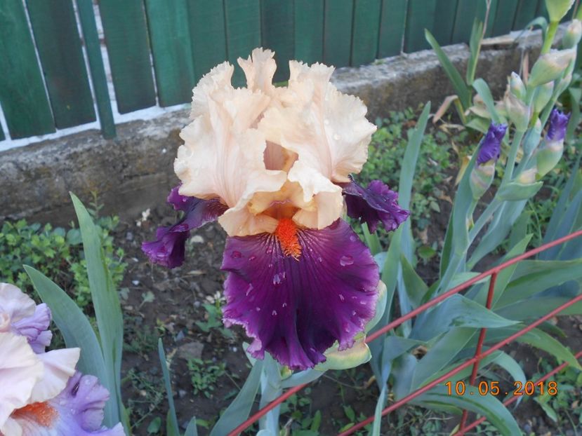 ocelot - 3Irisi 2018