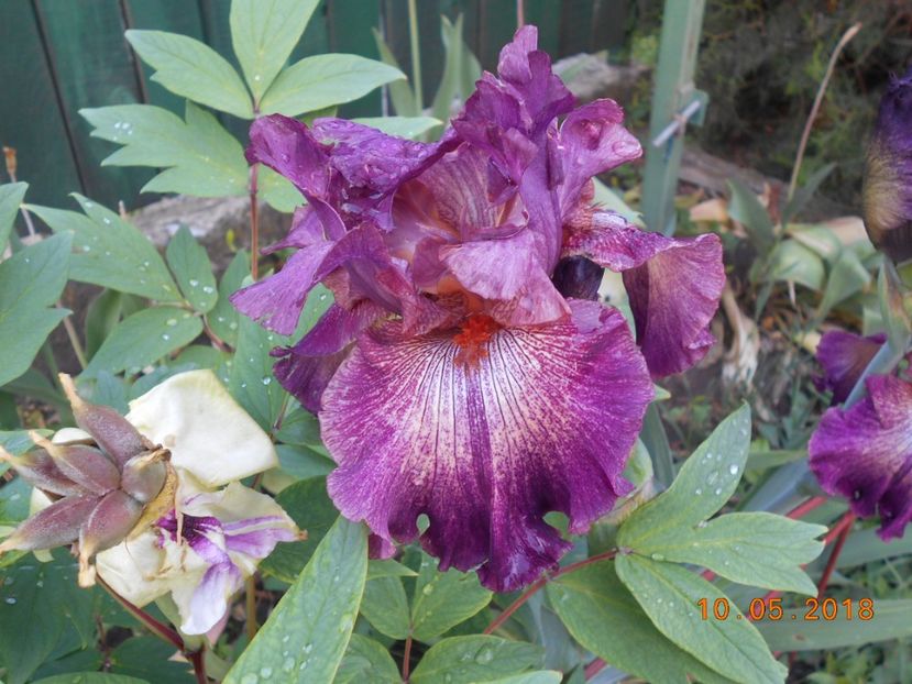 Indiscret - 3Irisi 2018