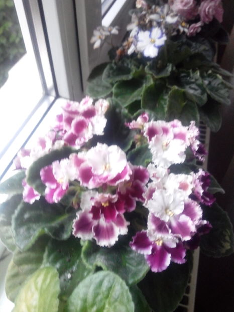 crimson ice - violete africane