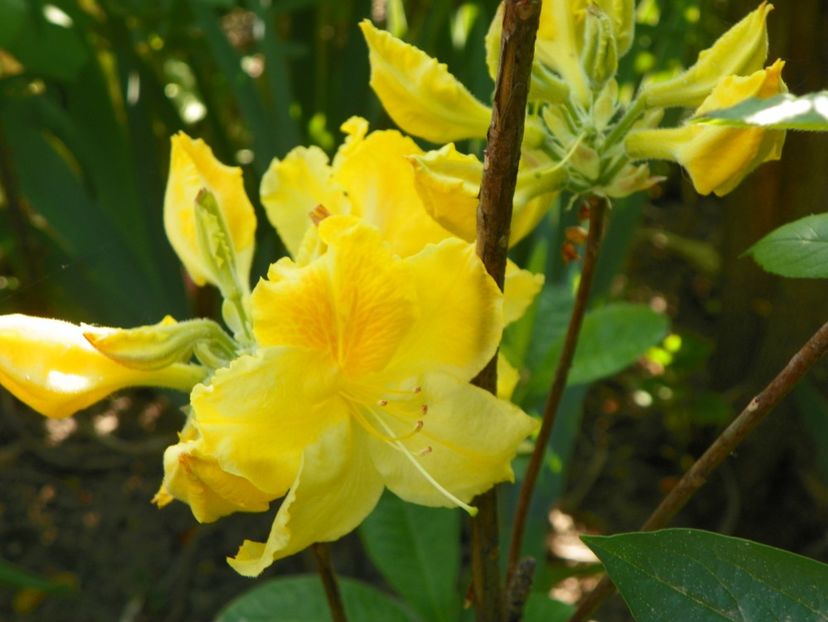 azalea Golden Sunset - Copacei si arbusti 2018