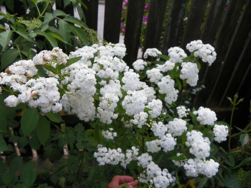spiraea cantoniensis Lanceata - Copacei si arbusti 2018