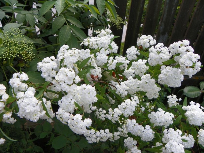 spiraea cantoniensis Lanceata - Copacei si arbusti 2018