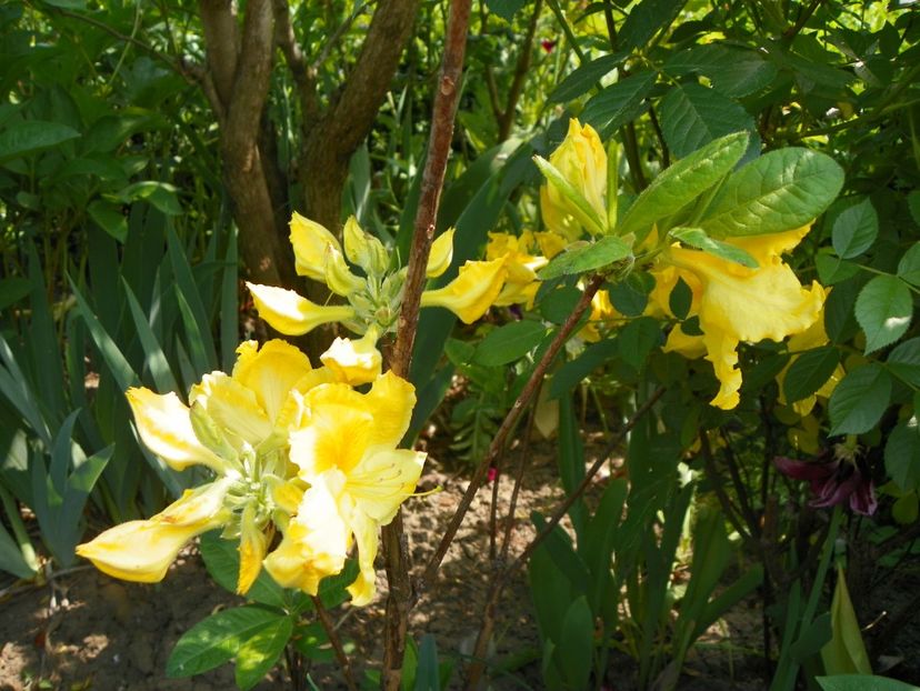 azalea Golden Sunset - Copacei si arbusti 2018