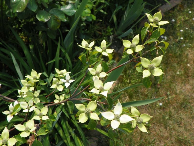 cornus kousa Milky Way - Copacei si arbusti 2018