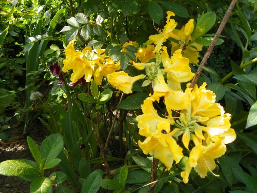 azalea Golden Sunset - Copacei si arbusti 2018