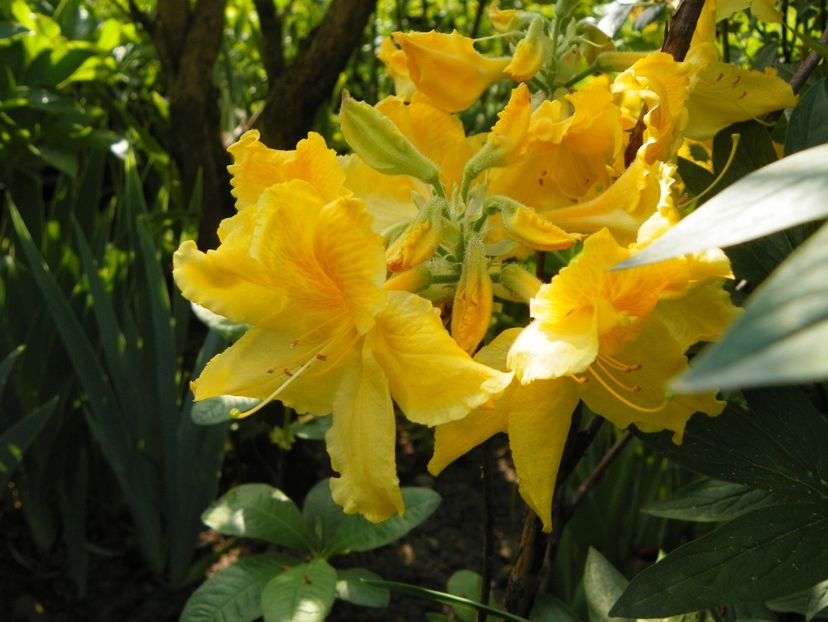 azalea Golden Sunset - Copacei si arbusti 2018