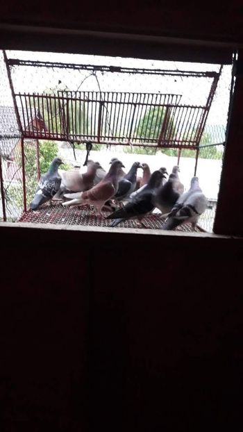 received_1863298523703918 - Porumbeii