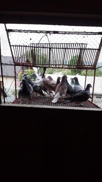 received_1863298653703905 - Porumbeii