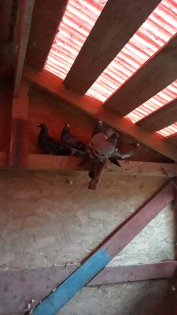 received_1863298923703878 - Porumbeii