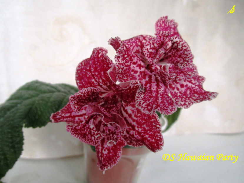 DS-Hawaian Party(10-05-2018) - Streptocarpusi 2018