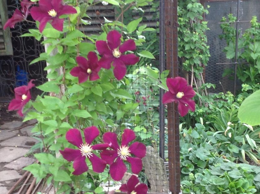  - Clematis 2018