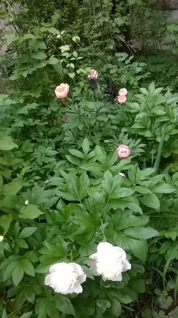 08.05.2018 Charles White - Bujori