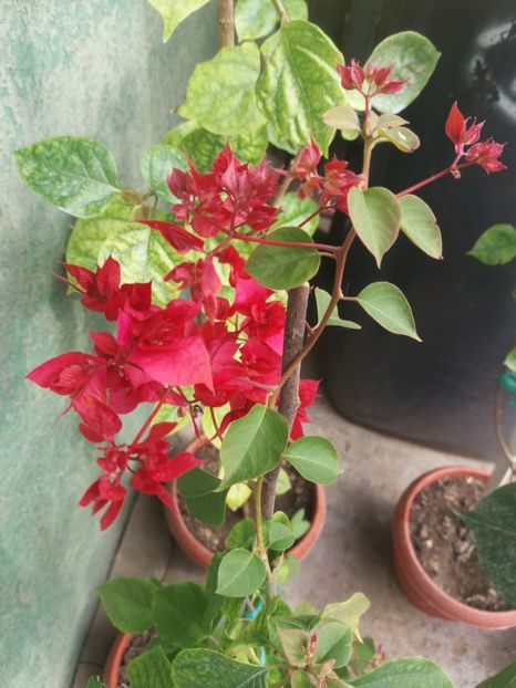 2018 - A64 Bougainvillea