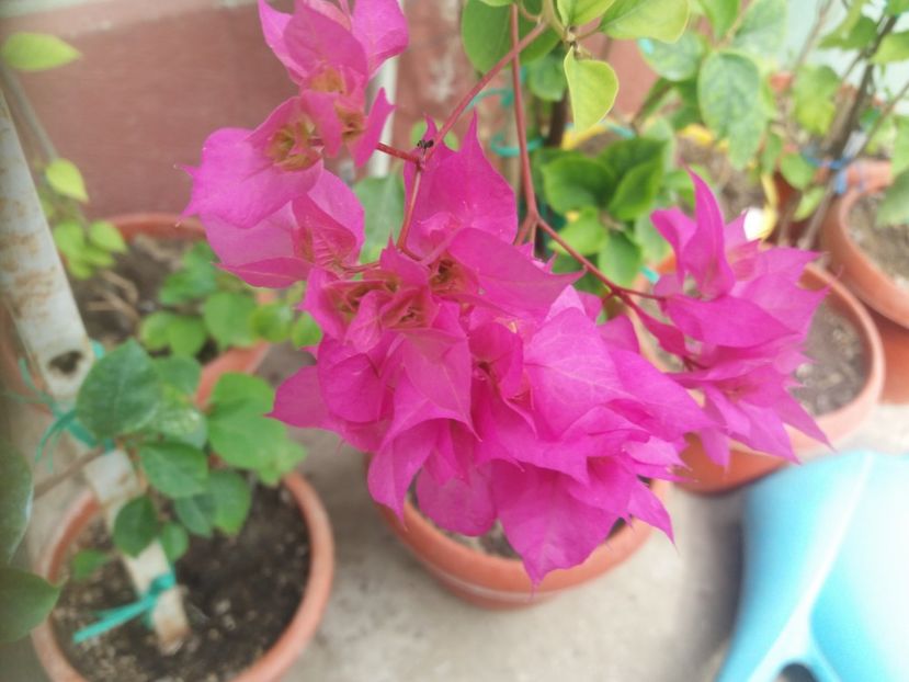  - A64 Bougainvillea