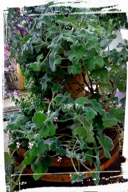 Pelargonium tomentosum - Muscate P