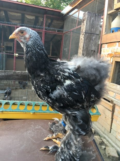 Hmmm...ce-o vrea cu aparatul ăla ..?!? - BHÎ Tineret 2018