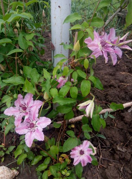 14.Nelly Monser - clematis