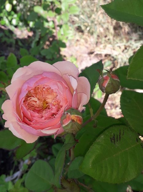 (1)The Alnwick - 00Trandafiri 2018