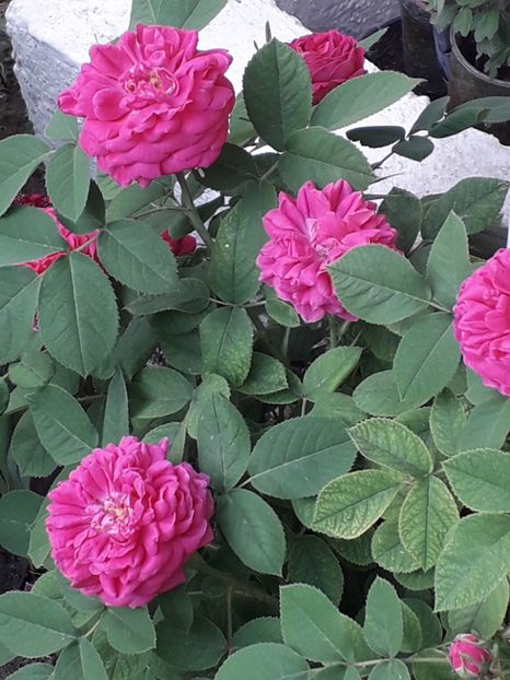 (3)rosa damascena - 00Trandafiri 2018