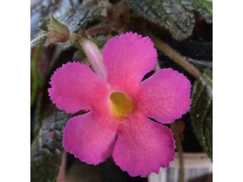  - EPISCIA