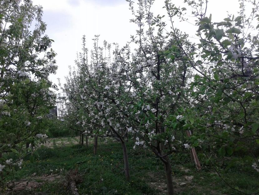 IMG-20180424-WA0011 - Pomi fructiferi