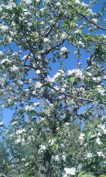 IMG-20180421-WA0007 - Pomi fructiferi