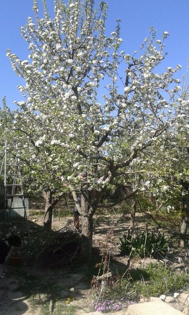 IMG-20180421-WA0005 - Pomi fructiferi