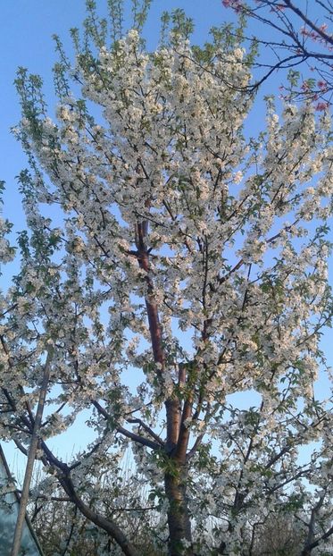 IMG-20180412-WA0015 - Pomi fructiferi