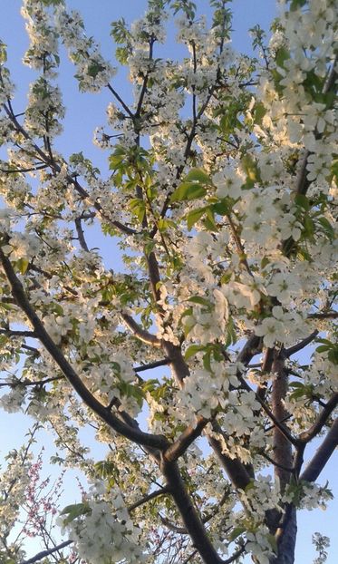 IMG-20180412-WA0013 - Pomi fructiferi