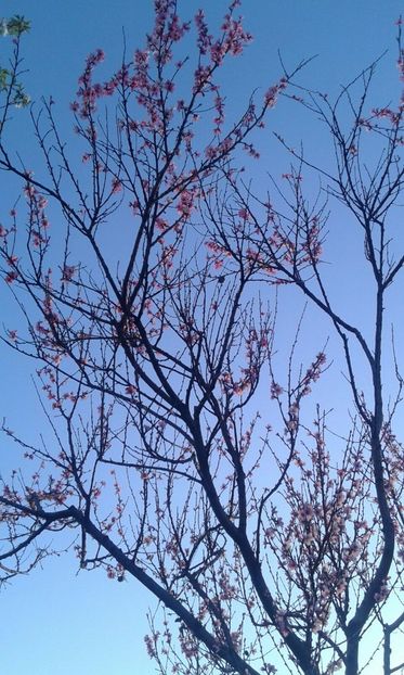 IMG-20180412-WA0011 - Pomi fructiferi