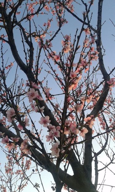 IMG-20180412-WA0010 - Pomi fructiferi