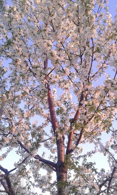 IMG-20180412-WA0000 - Pomi fructiferi