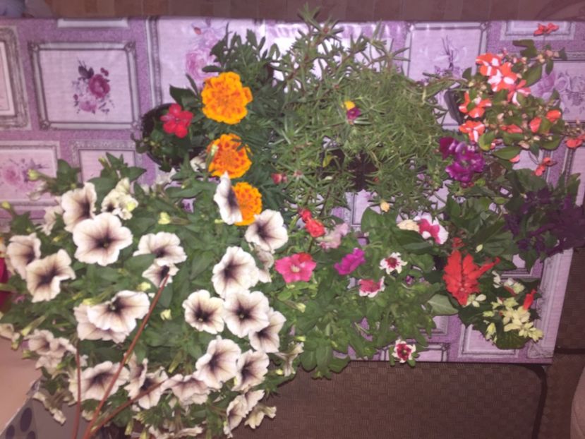  - Achizitii FLORI 2018