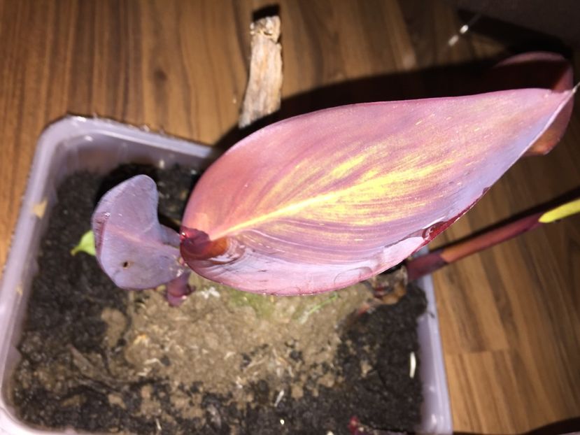  - Achizitii FLORI 2018