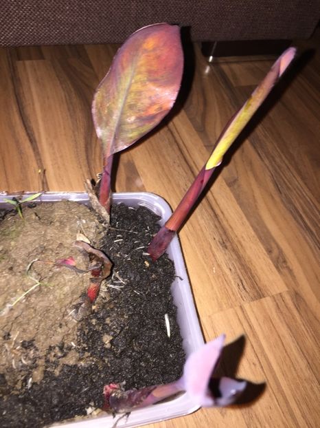  - Achizitii FLORI 2018