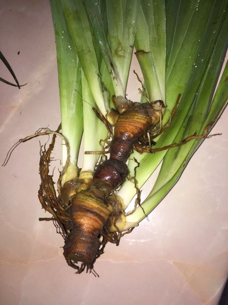  - Achizitii FLORI 2018