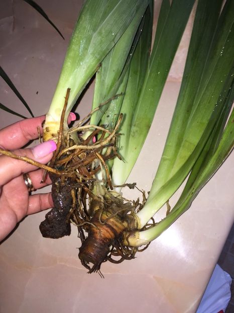  - Achizitii FLORI 2018