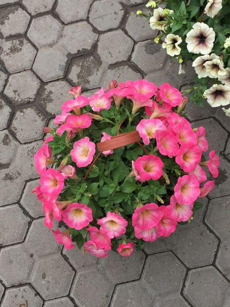  - Achizitii FLORI 2018