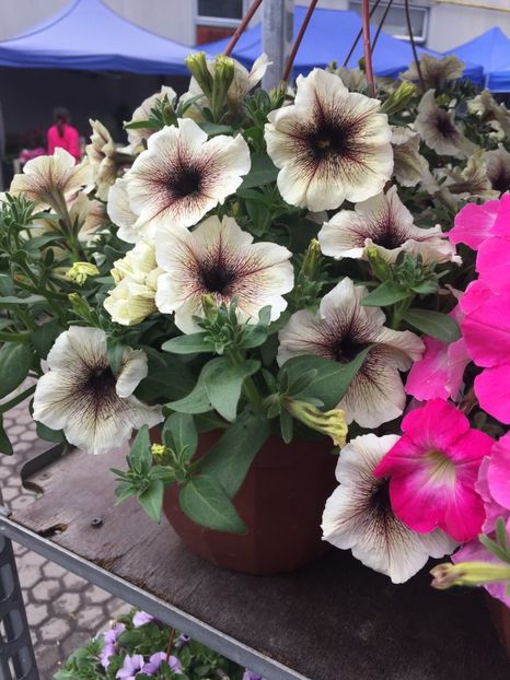  - Achizitii FLORI 2018