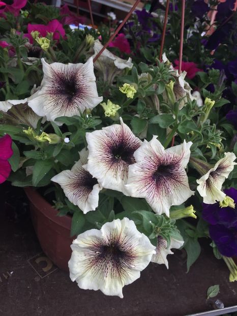  - Achizitii FLORI 2018