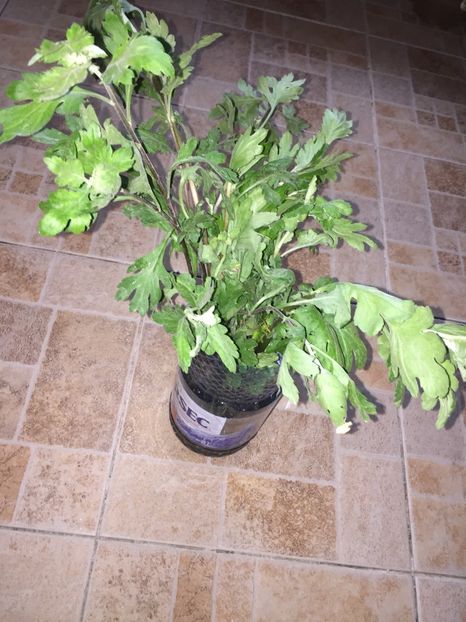  - Achizitii FLORI 2018