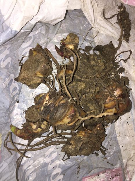  - Achizitii FLORI 2018